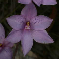 Thelymitra juncifolia