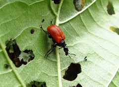 Apoderus coryli
