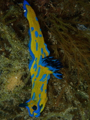 Tambja verconis
