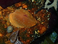 Notocypraea angustata