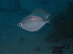 Parequula melbournensis