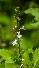 Pitraea cuneato-ovata