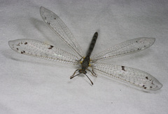 Bandidus canifrons