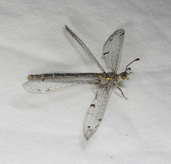 Bandidus canifrons