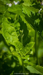 Pitraea cuneato-ovata