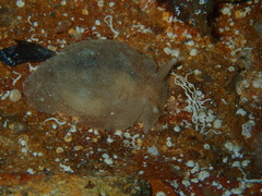 Pleurobranchaea maculata