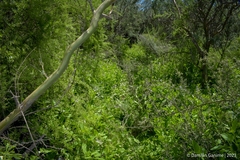 Pitraea cuneato-ovata