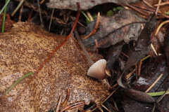 Mycena metata