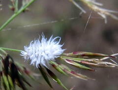 Scymnus subvillosus