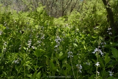 Pitraea cuneato-ovata