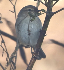 Phylloscopus sindianus
