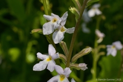 Pitraea cuneato-ovata