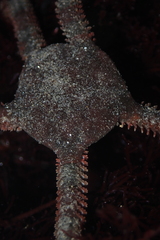 Ophioderma panamense