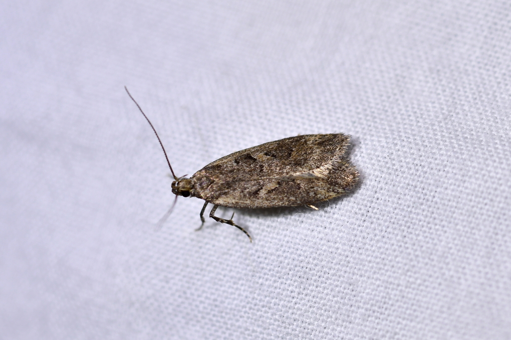 Gymnobathra caliginosa