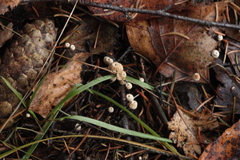 Marasmius wettsteinii