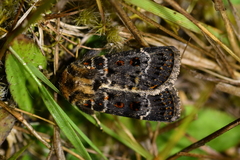 Proteuxoa sanguinipuncta