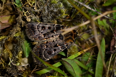 Proteuxoa sanguinipuncta