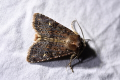 Ichneutica agorastis