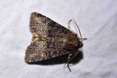 Ichneutica agorastis