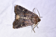 Ichneutica agorastis