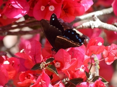 Papilio nireus lyaeus
