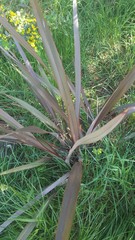 Phormium