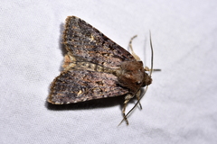 Ichneutica agorastis