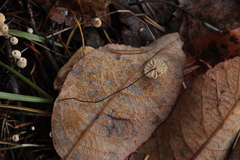 Marasmius wettsteinii