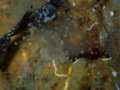 Corynactis australis