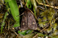 Ichneutica agorastis