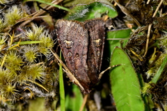 Ichneutica agorastis