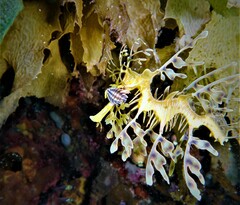 Phycodurus eques