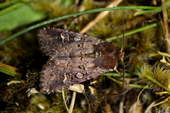 Ichneutica agorastis