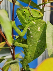 Chamaeleo zeylanicus