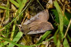 Ichneutica atristriga