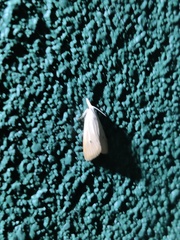 Scirpophaga