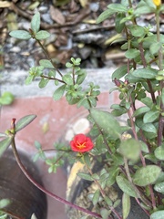 Portulaca amilis