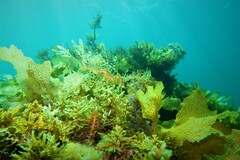 Phycodurus eques