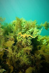 Phycodurus eques