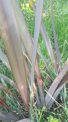 Phormium