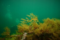 Phycodurus eques