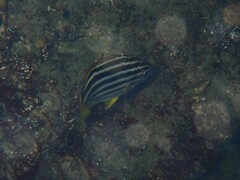 Atypichthys strigatus