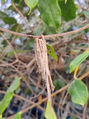 Holarrhena pubescens