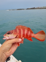 Epinephelus fasciatus