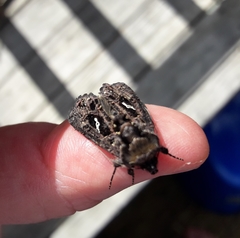 Ctenoplusia limbirena