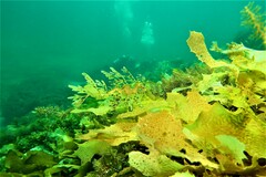 Phycodurus eques
