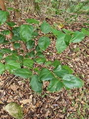 Psydrax lamprophylla