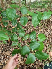 Psydrax lamprophylla