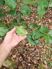 Psydrax lamprophylla