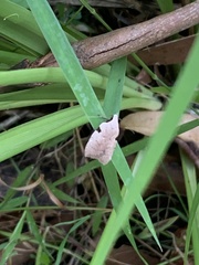 Zonopetala quadripustulella